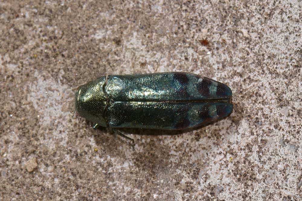 Buprestidae: Coraebus fasciatus